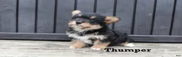 Corgipoo dogs for sale: Thumper - Ad 3