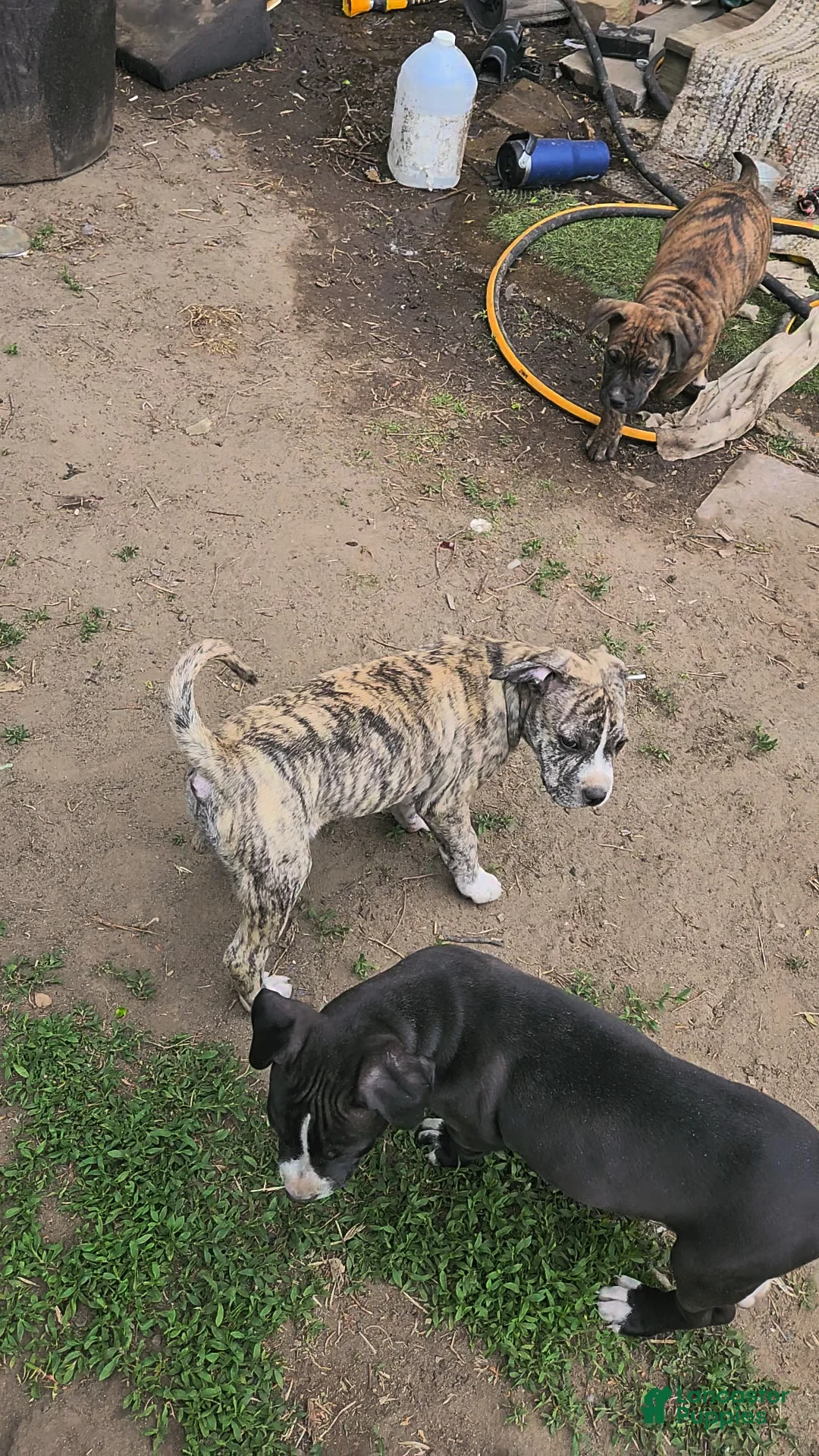 Mixed Breed dogs for sale: Mixed Breed Puppy 2 - Ad 2