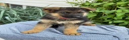 German Shepherd dogs for sale: Georgia - Ad 1