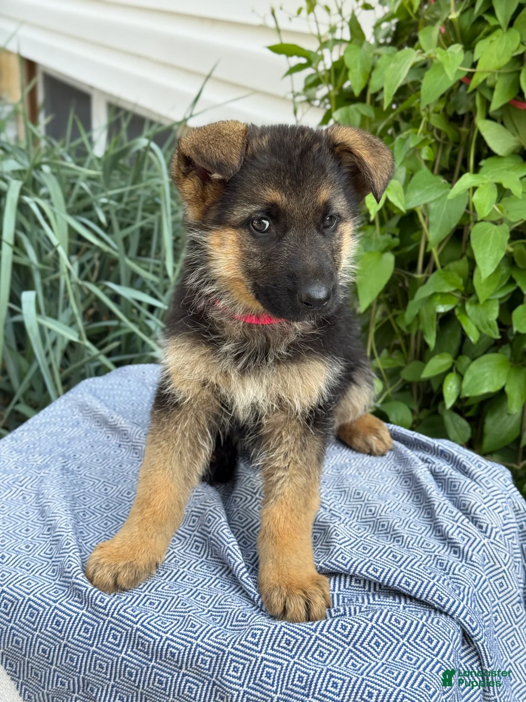 German Shepherd dogs for sale: Georgia - Ad 1