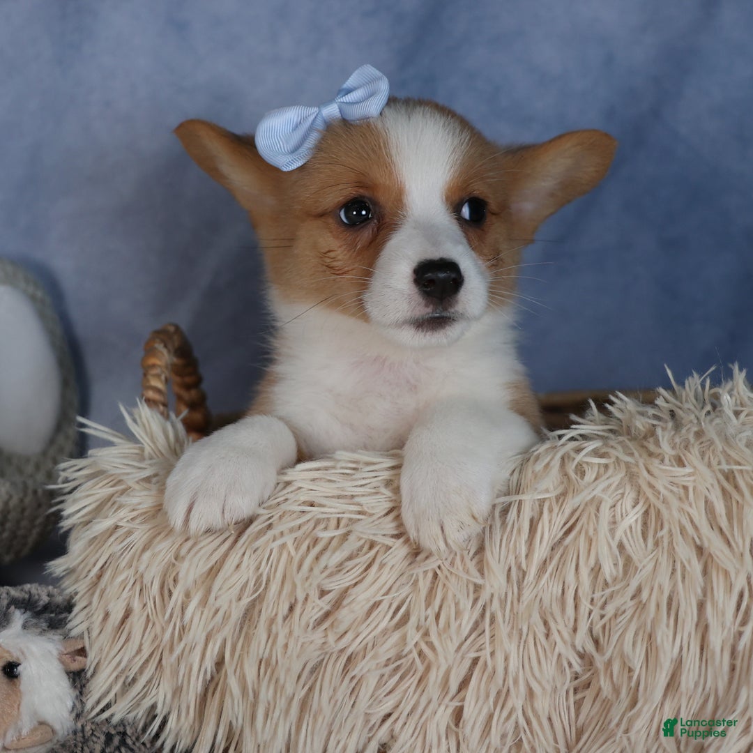 Welsh Corgi Pembroke dogs for sale: Diana - Ad 7