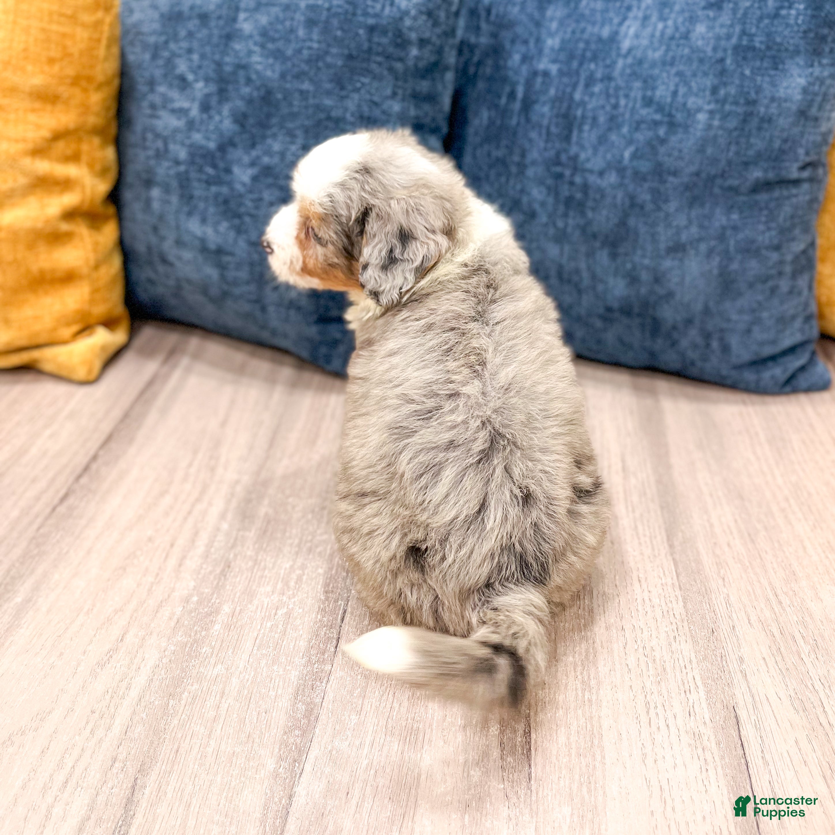 Mini Bernedoodle dogs for sale: Bonnie - Ad 7