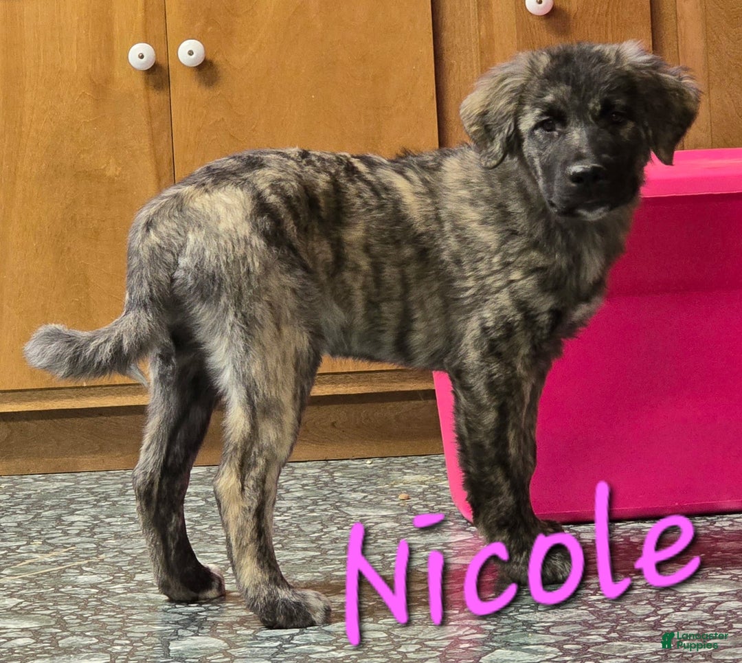Mixed Breed dogs for sale: 🎁 Nicole - Ad 2