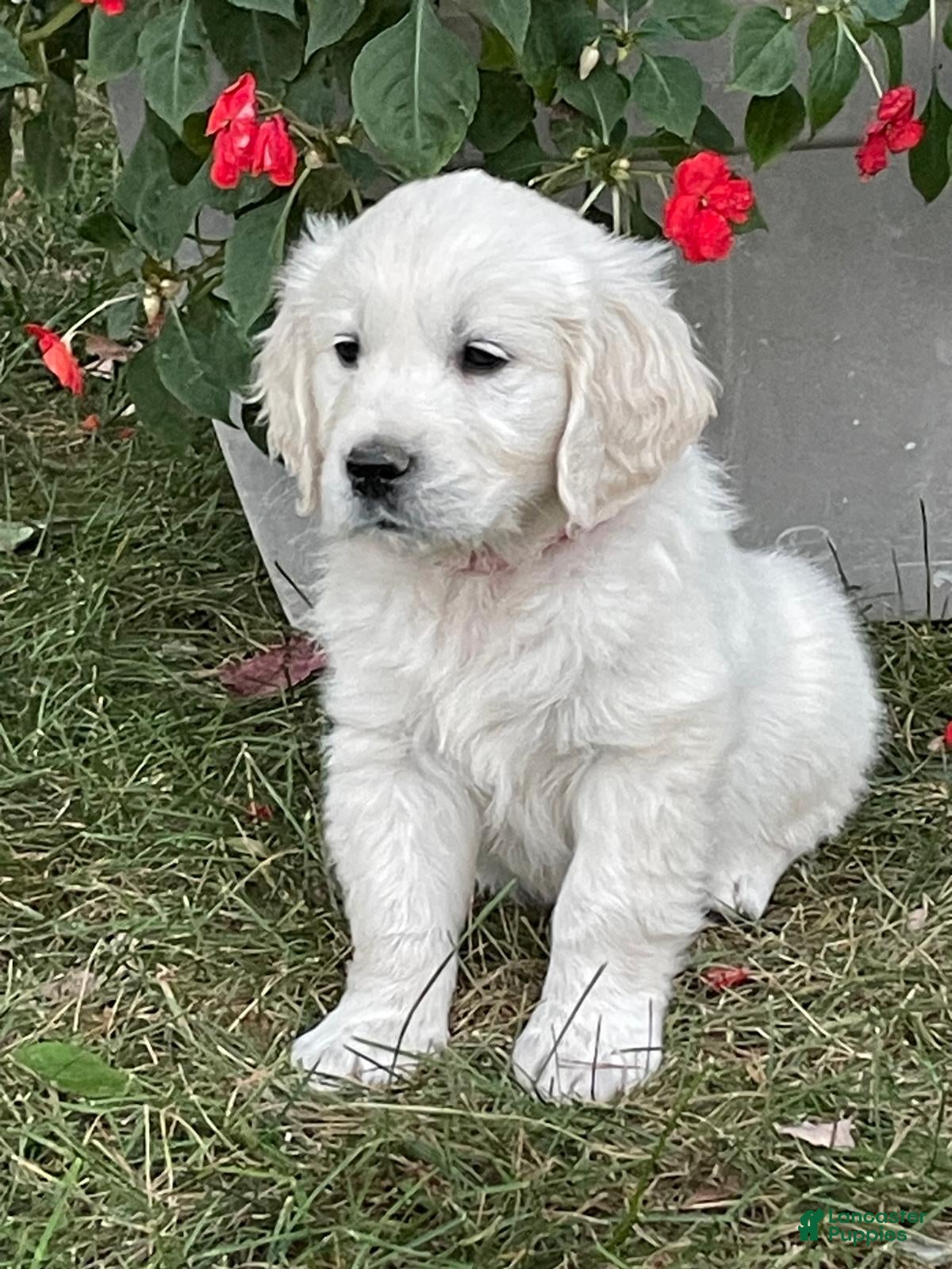 Golden Retriever dogs Bailey - Ad 1