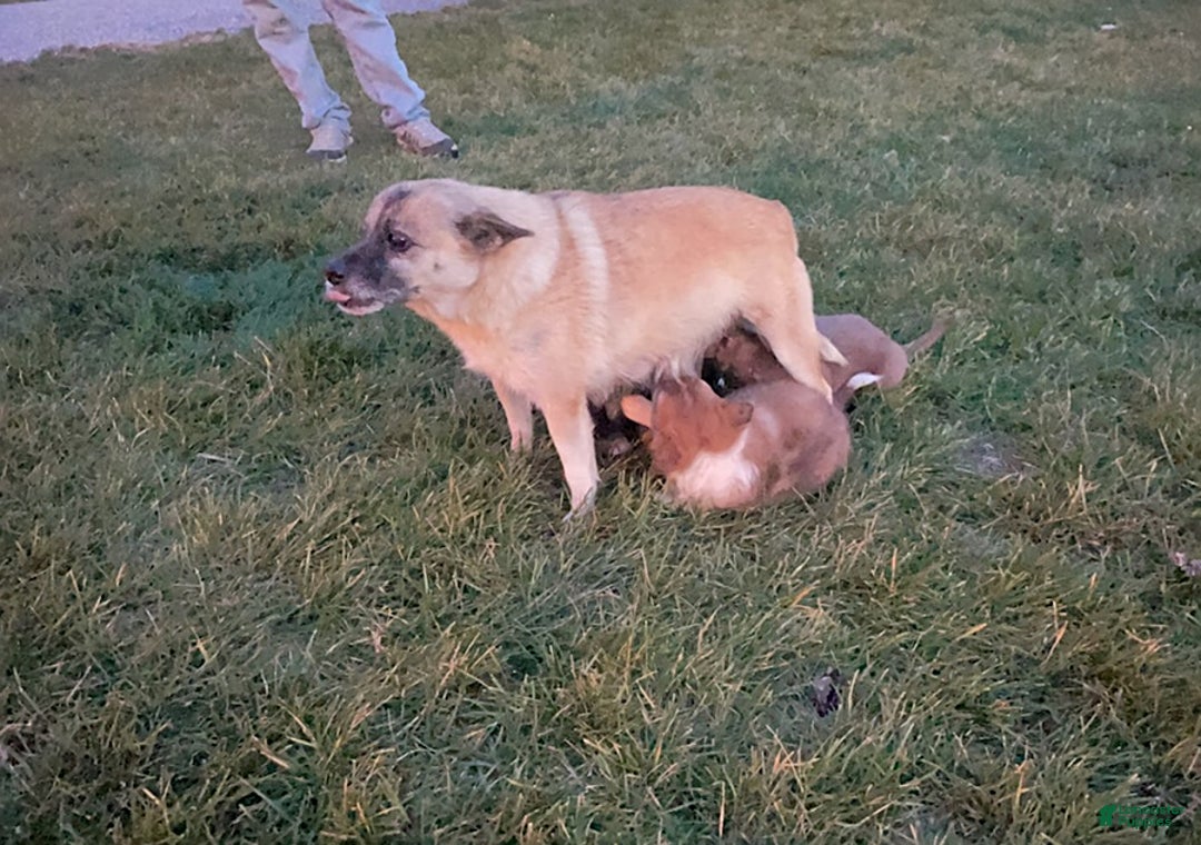 Mixed Breed dogs for sale: Adassa - Ad 3