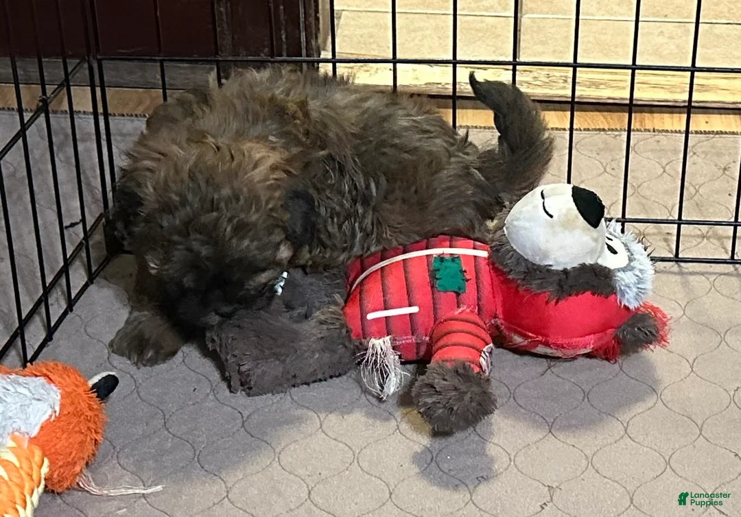 Shihpoo dogs for sale: Shihpoo Puppy 2 - Ad 2