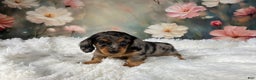 Miniature Dachshund dogs for sale: AKC-Maggie - Ad 17