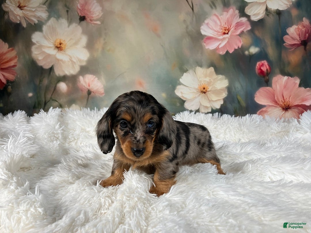 Miniature Dachshund dogs for sale: AKC-Maggie - Ad 17