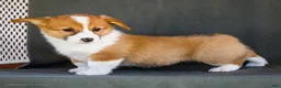 Welsh Corgi Pembroke dogs for sale: Butter - Ad 3