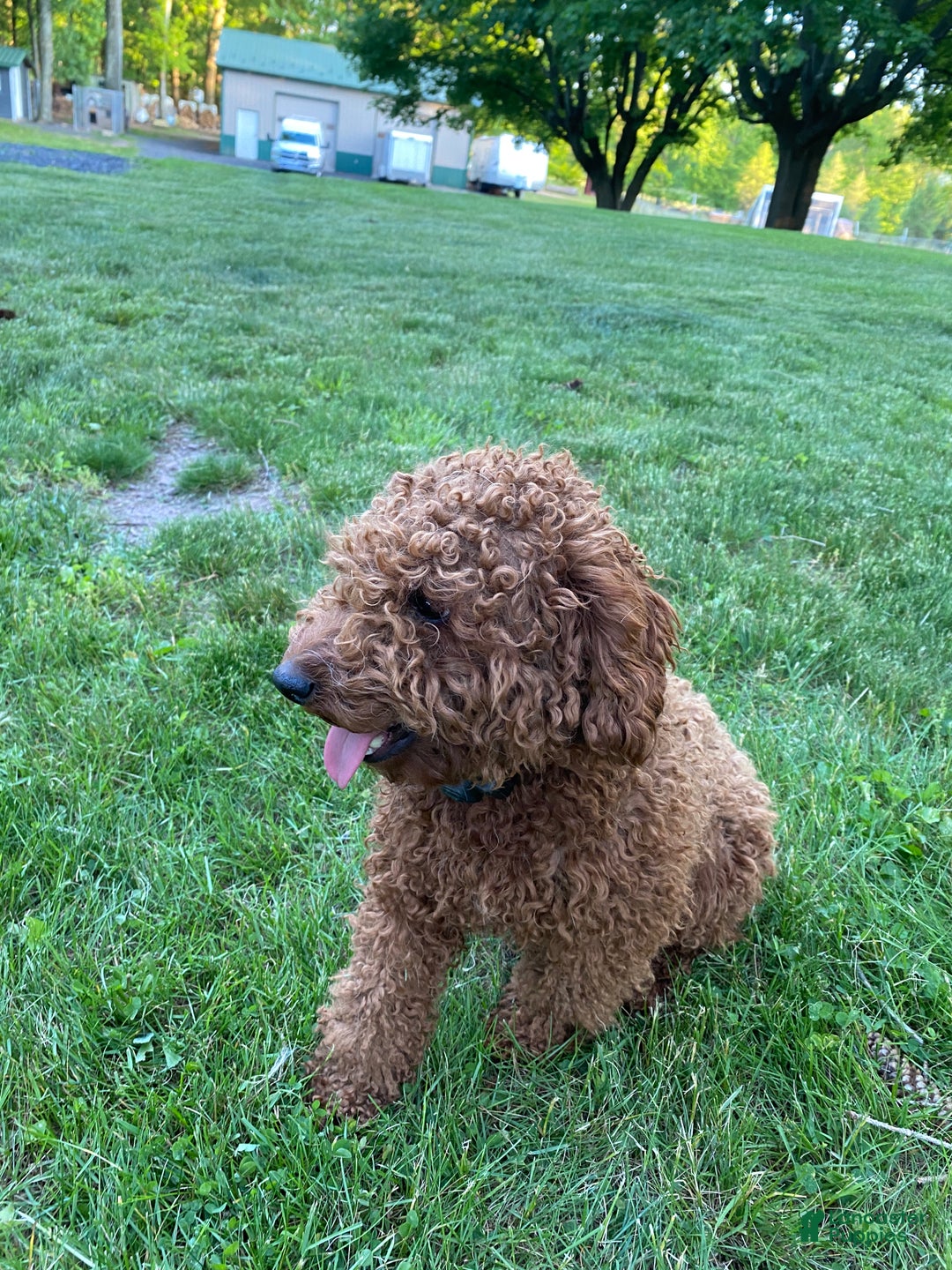 Mixed Breed dogs for sale: Boots - Ad 6