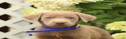 Labrador Retriever dogs for sale: Maverick - Ad 3