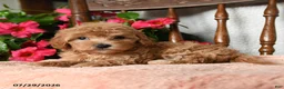 Maltipoo dogs for sale: Savannah - Ad 4