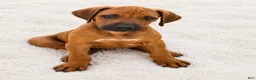 Rhodesian Ridgeback dogs for sale: Rhodesian Ridgeback -Bright  Yellow  - Ad 1