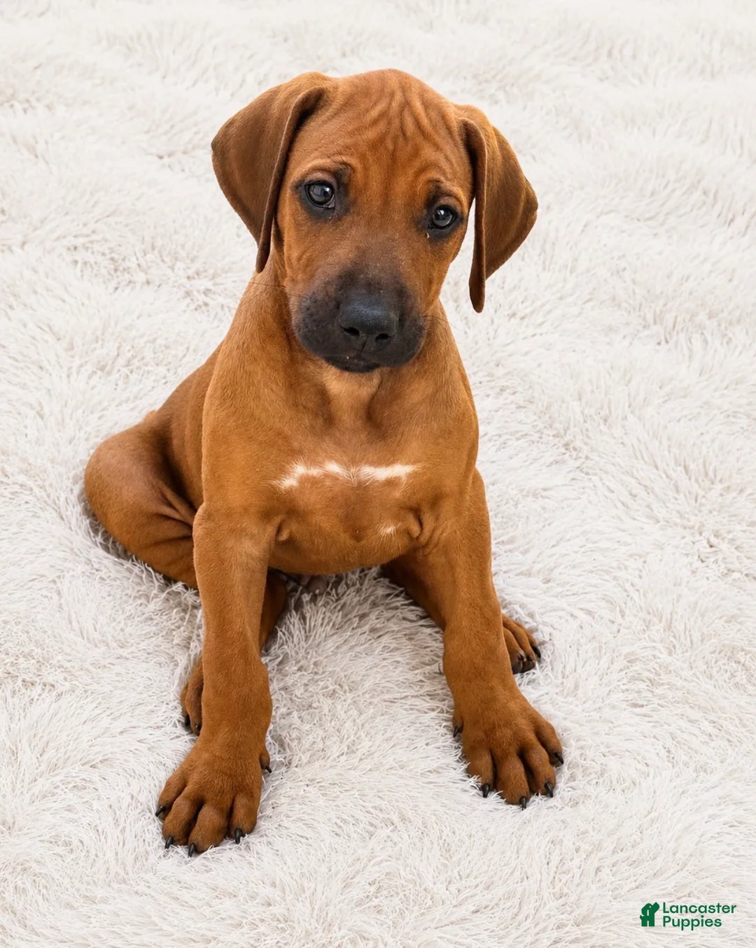 Rhodesian Ridgeback dogs for sale: Rhodesian Ridgeback -Bright  Yellow  - Ad 1