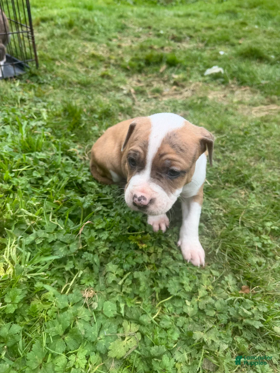 Mixed Breed dogs for sale: Mixed Breed 1 - Ad 1