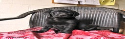 Labrador Retriever dogs for sale: Baxter - Ad 4
