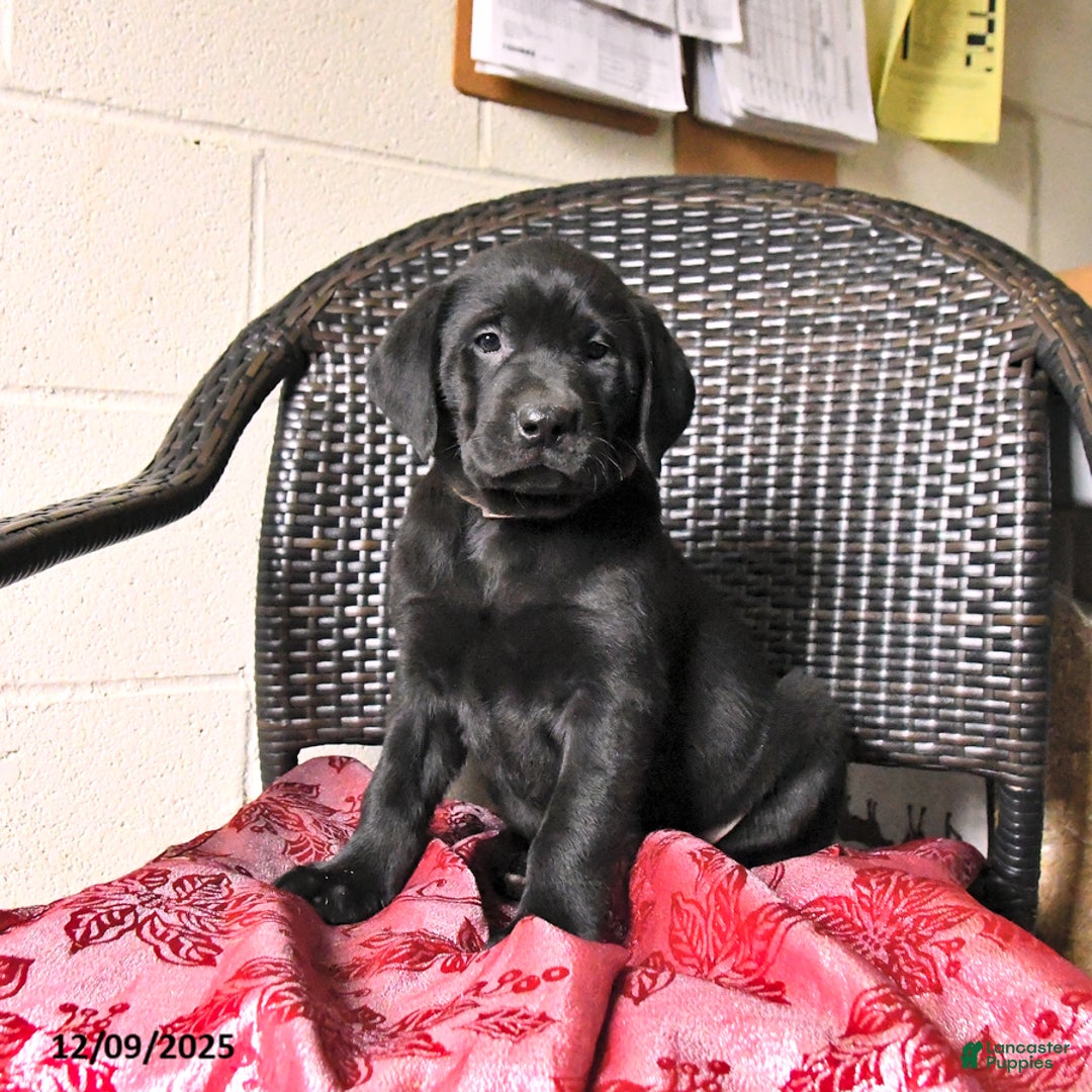 Labrador Retriever dogs for sale: Baxter - Ad 4