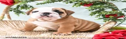 English Bulldog dogs for sale: Timbo - Ad 5