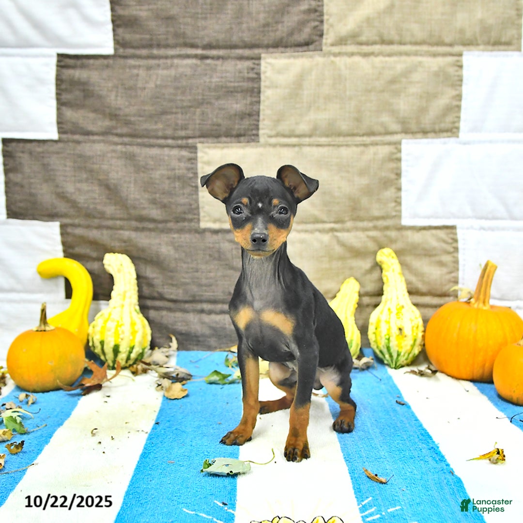 Miniature Pinscher dogs for sale: Trent - Ad 1