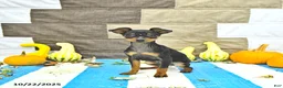 Miniature Pinscher dogs for sale: Trent - Ad 1