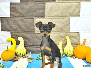 Miniature Pinscher dogs Trent - Ad 1
