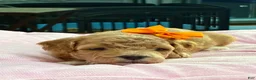 Shihpoo dogs for sale: Shihpoo Puppy 3 orange  - Ad 3