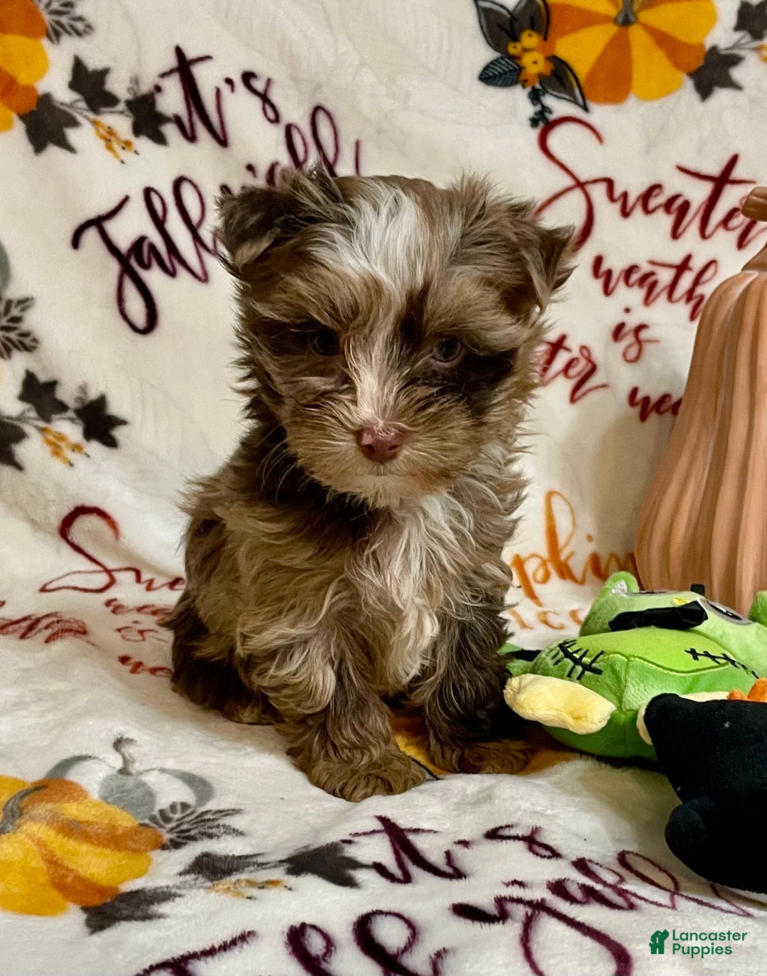 Yorkshire Terrier dogs for sale: Choc Merle Tommy  - Ad 9