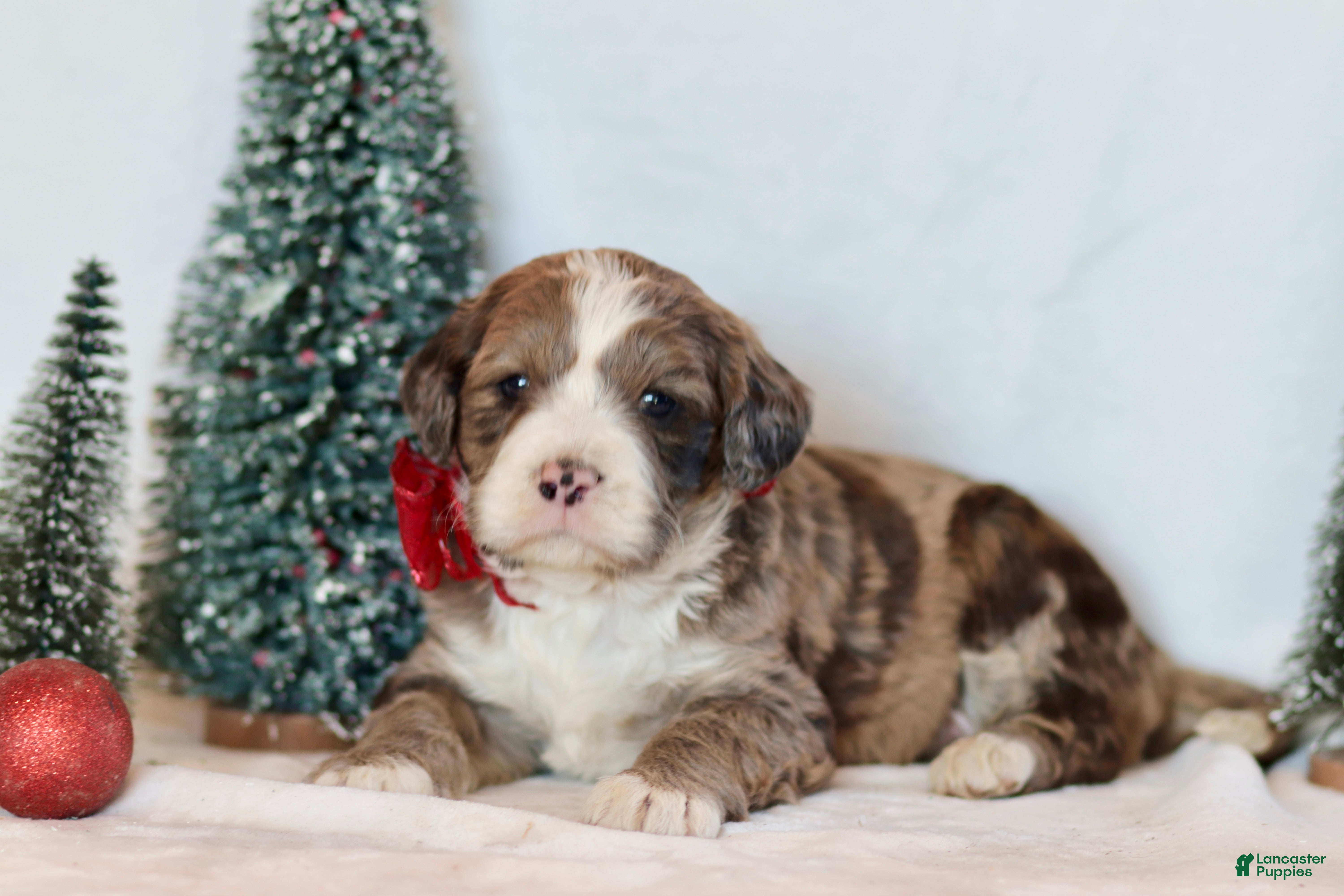 Bernedoodle dogs Aspen - Ad 11