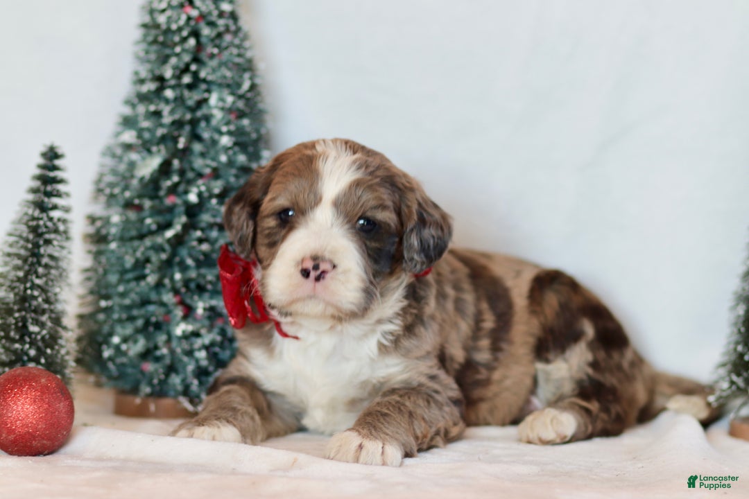 Bernedoodle dogs for sale: Aspen - Ad 3