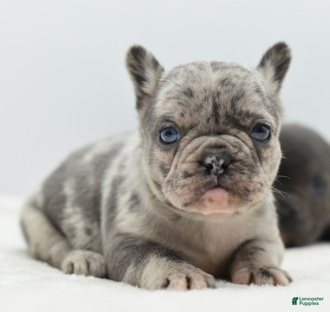 Mixed Breed dogs for sale: Nugget blue hybrid  - Ad 2