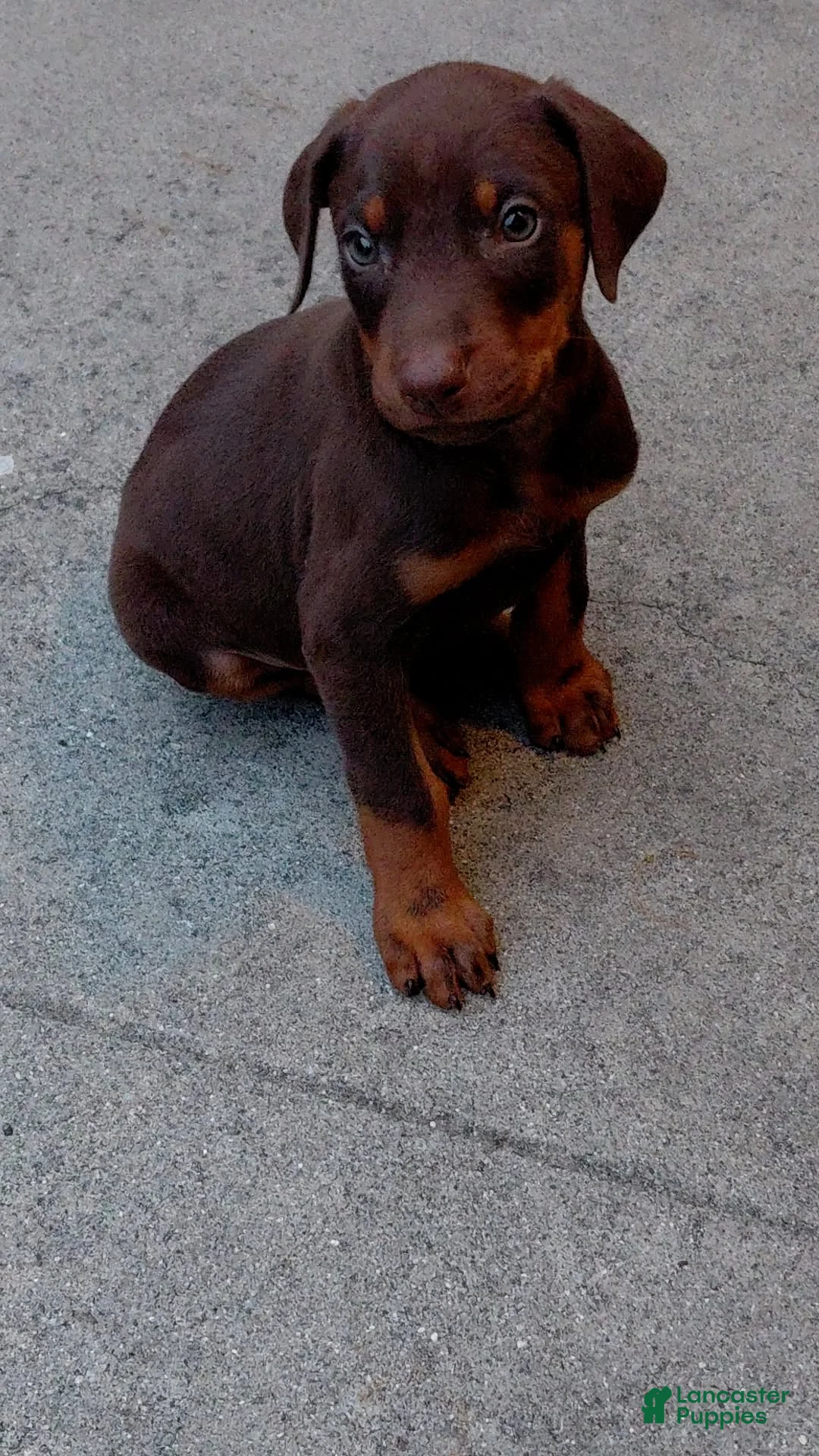 Doberman Pinscher dogs for sale: Doberman Pinscher Puppy 1 - Ad 2