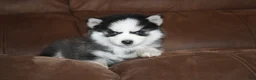 Pomsky dogs for sale: Emma READY NOW  - Ad 4
