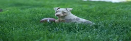 Miniature Pinscher dogs for sale: MOLLY - Ad 15