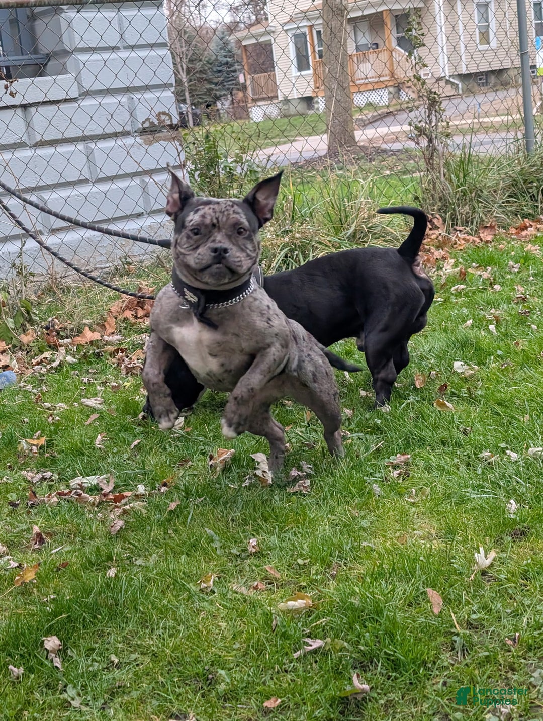 American Bully dogs for sale: Dior - Ad 5