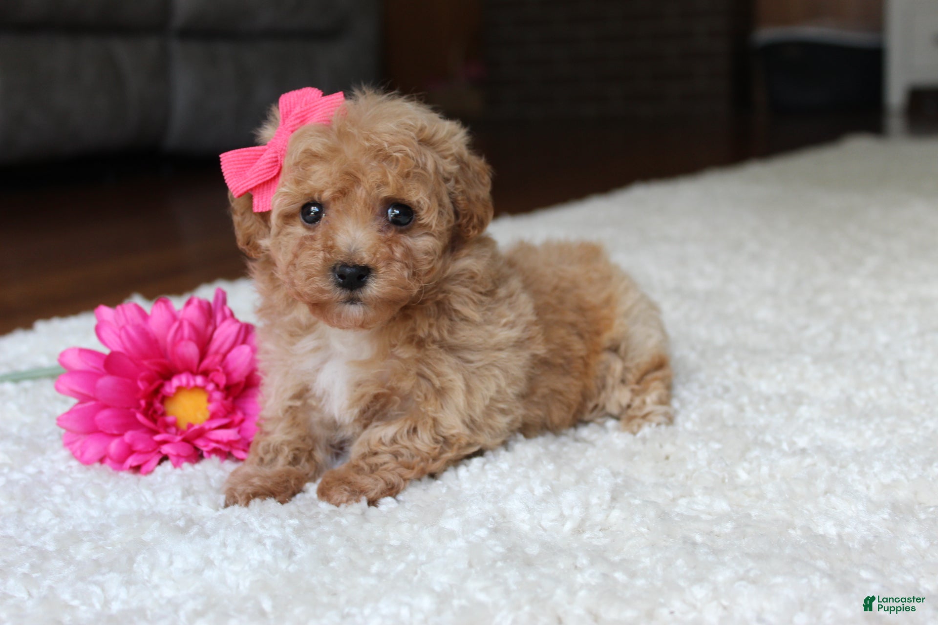 Bichpoo dogs Sasha - Ad 2