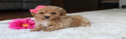Bichpoo dogs for sale: Sasha - Ad 2