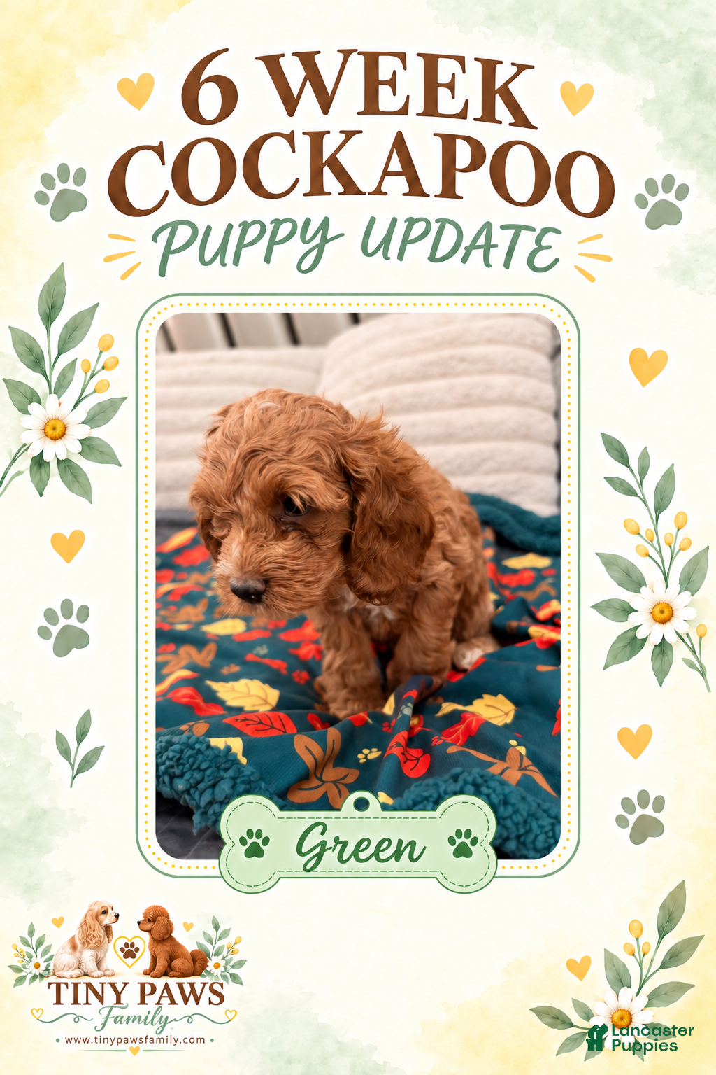 Cockapoo dogs for sale: Green Collar - Ad 5