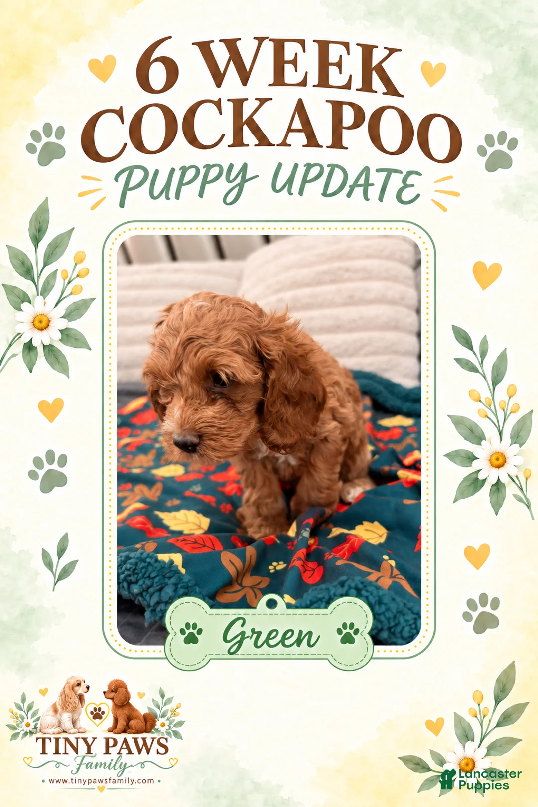 Cockapoo dogs for sale: Green Collar - Ad 1