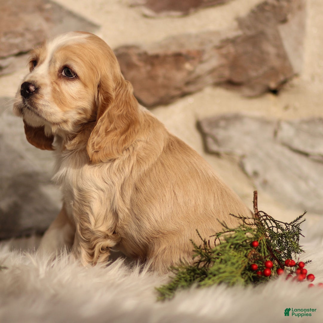 Cocker Spaniel dogs for sale: Dusty - Ad 4