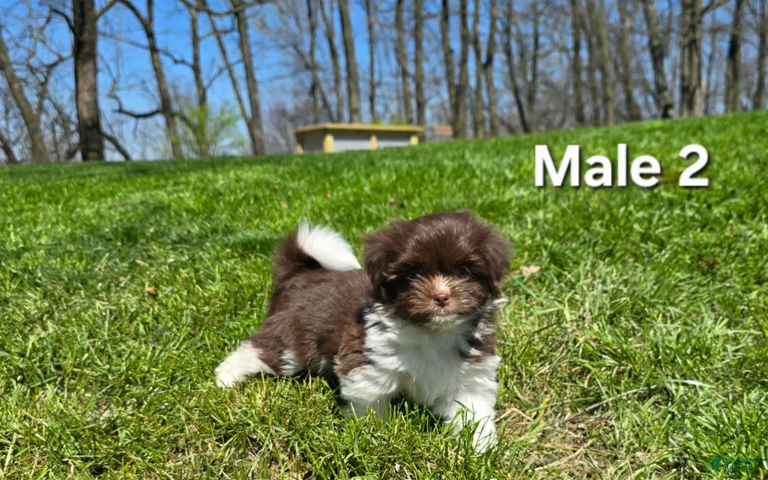 Havanese dogs for sale: Havanese Puppy 2 - Ad 2