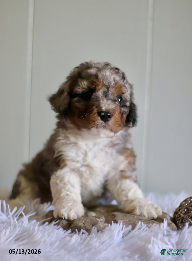 Cavapoo dogs Lucky - Ad 1