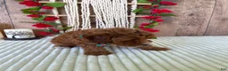 Mini Goldendoodle dogs for sale: Mr. Cloudy - Ad 6