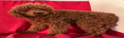 Toy Poodle dogs for sale: Tubby - Ad 3