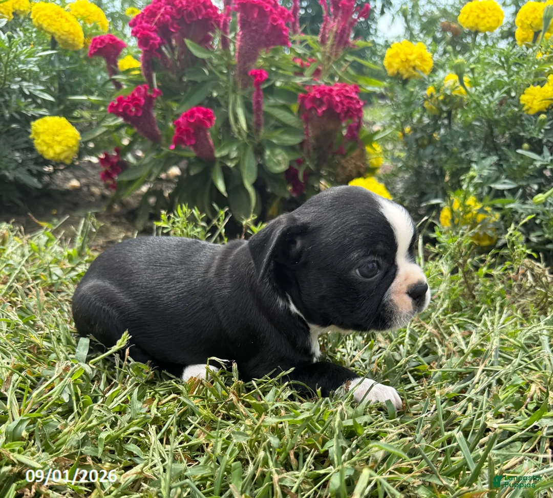 Boston Terrier dogs for sale: Tracy - Ad 4
