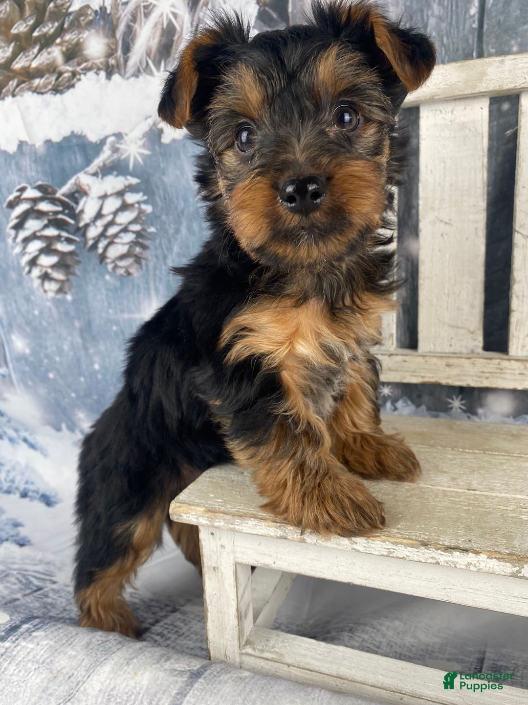 Yorkshire Terrier dogs for sale: Mason - Ad 7