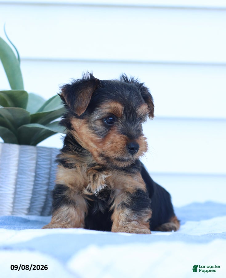 Yorkshire Terrier dogs Cuddles - Ad 2