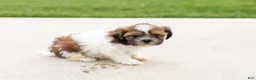 Shih Tzu dogs for sale: Beauty - Ad 3