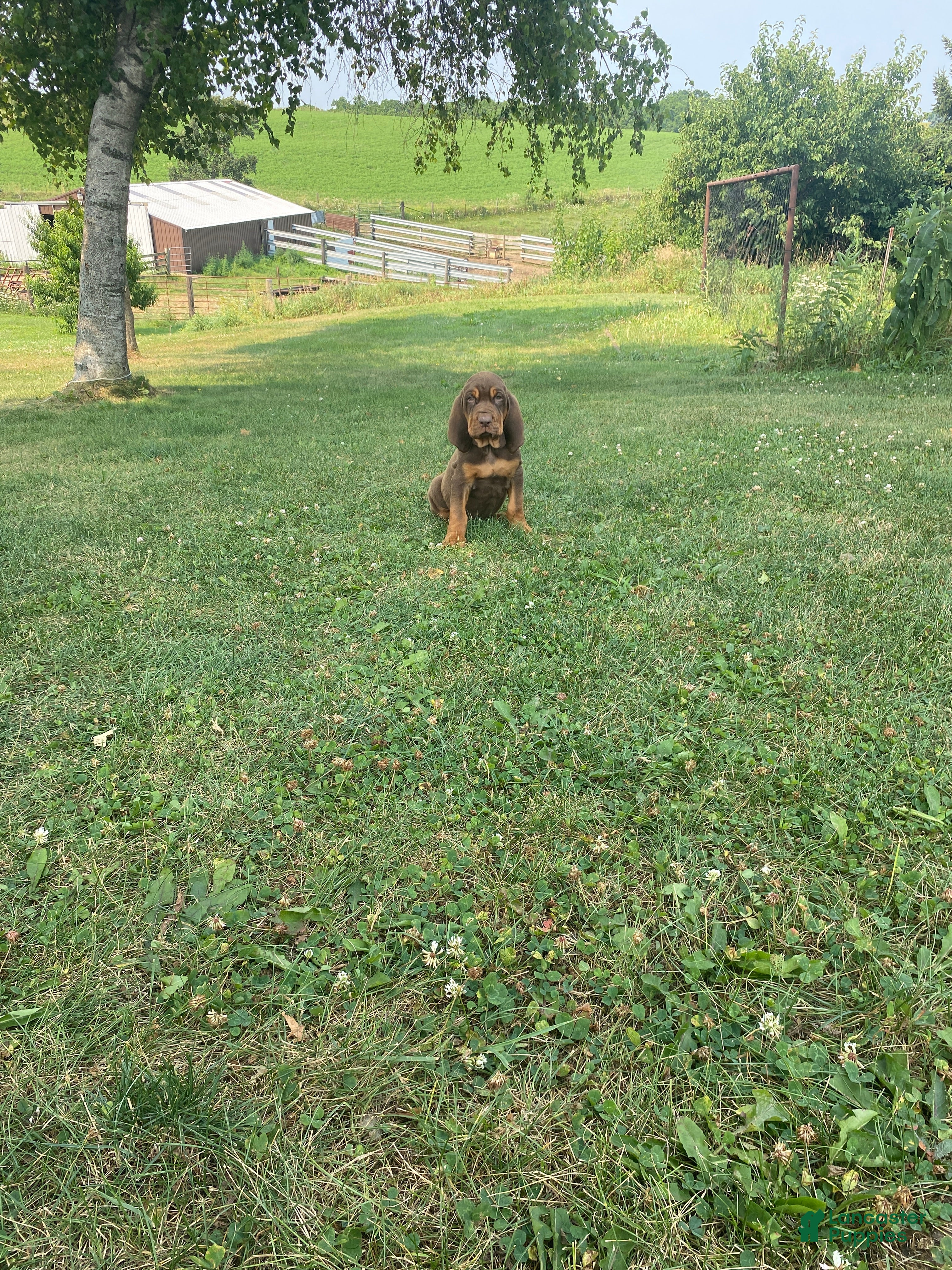 Bloodhound dogs Blue Collar - Ad 1