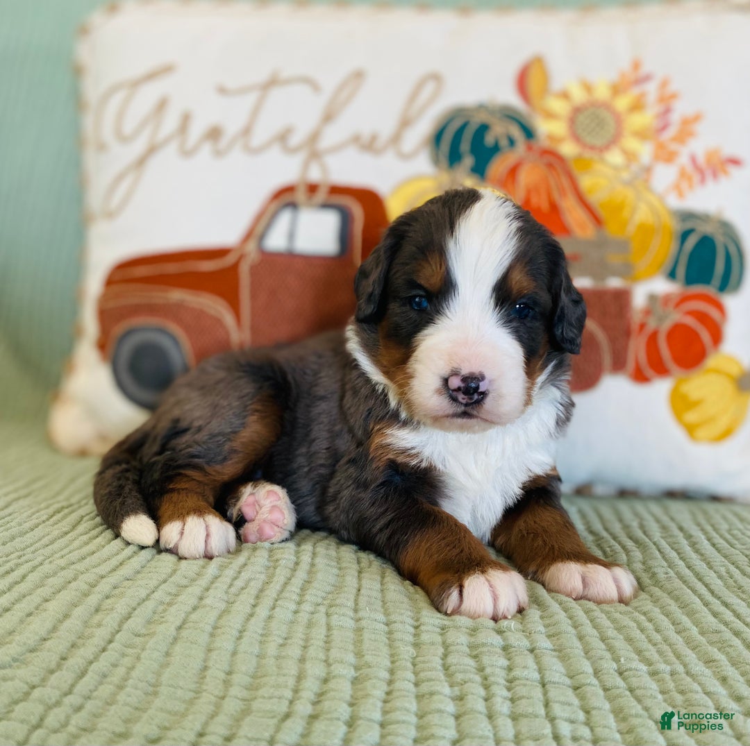 Bernedoodle dogs for sale: Princess - Ad 9