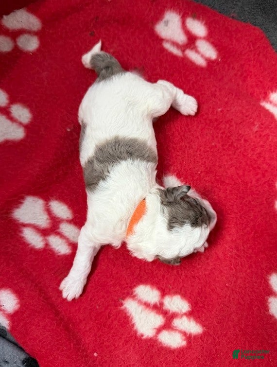 Miniature Poodle dogs Miniature Poodle Orange - Ad 2